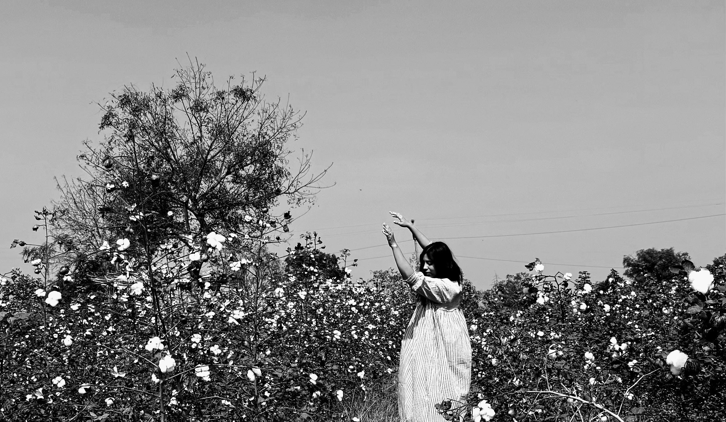 A Twirl in the Cottons Fields